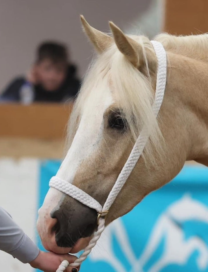 EE TACK Western Show Halfter Mit Silber Größe COB Typ 2 - US TACK