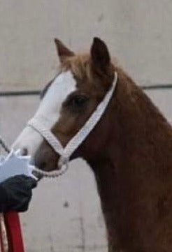 Foal & Yearling Plaited Show Halter Bright White Long lead.