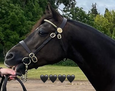 English Leather In Hand Bridle Jerome Nose band.