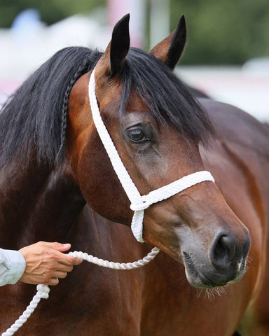 NEW 2025 Very Best Plaited Cord Show Halter