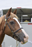 English Leather fine In Hand Bridle