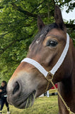 NEW 2025 Very best plaited cord headpiece optional chain lead.