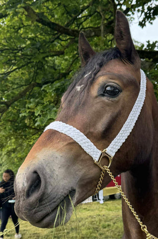 NEW 2025 Very best plaited cord headpiece optional chain lead.
