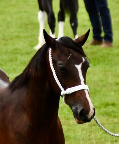 Plaited Front Show Halter - Long Lead