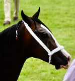 NEW 2025 Very Best Plaited Cord Show Halter