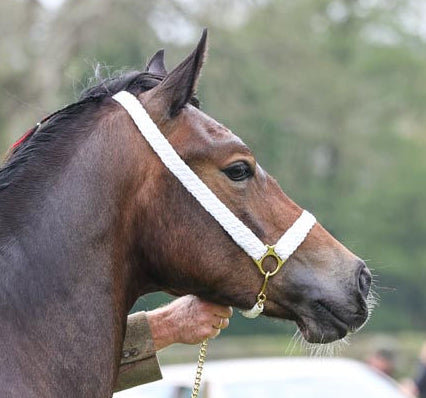 NEW 2025 Very best plaited cord headpiece optional chain lead.