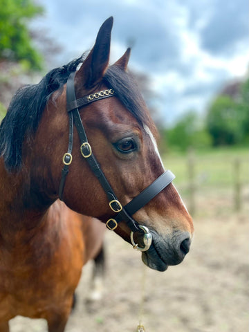 Economy In Hand Bridle Plain or Brass Brow Band