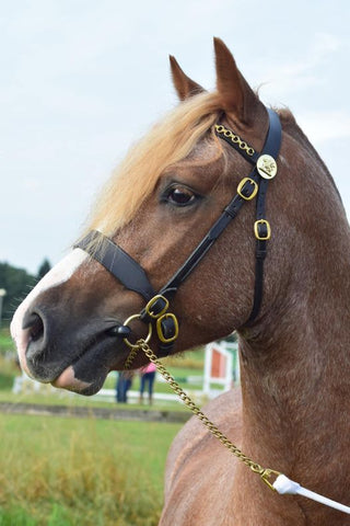 English Leather In Hand Show Stallion Bridle.