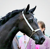 NON SLIP Fixed Wide (or standard) Nose, Web Halter Silver or Brass Fittings Chain Lead