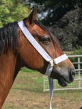 Extra Wide 1.5" (38 mm) Web Adjustable Show Halter Large Welsh Cob, Traditional, Heavy Horse.