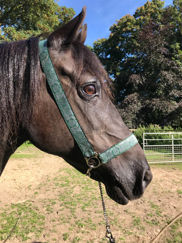 Celtic Dragon Display Halter. Green/Silver