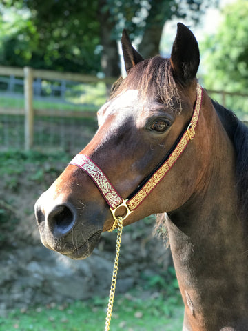 Celtic Dragon Display Halter Burgundy/Gold