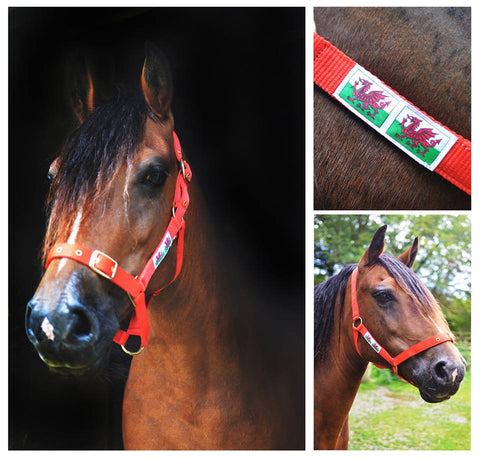 Quality Welsh Flag Adjustable Head Collar