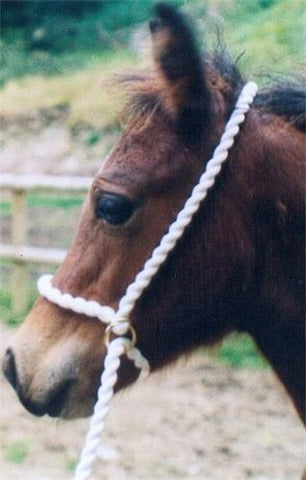 Adjustable Halter Rope EXTRA LONG Option