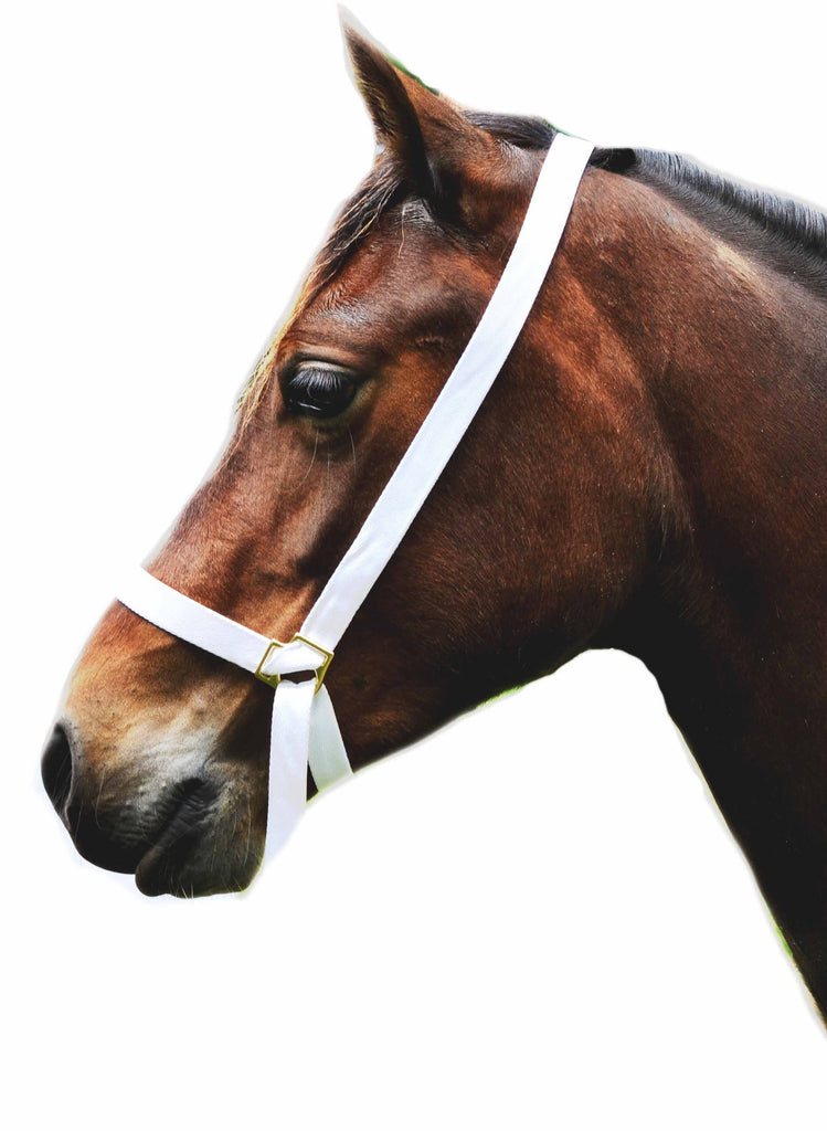 1 Web Adjustable Halter Welsh Pony Cob. Fits all – Welsh Cob Shop