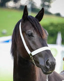 NON SLIP Fixed Wide (or standard) Nose, Web Halter Silver or Brass Fittings Chain Lead