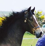 English Leather In Hand Bitless Show Bridle Wide Noseband