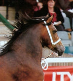 8 Strand (1-1/4 or 1 -1/2" wide) Plaited Halter with Chain and Rope Lead