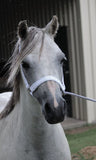 Gold or Silver Sparkly Lace 'Bling' Halter with Chain Lead.